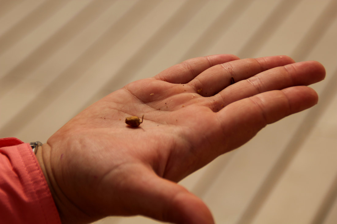 Parable of the Mustard Seed the smallest of seeds.