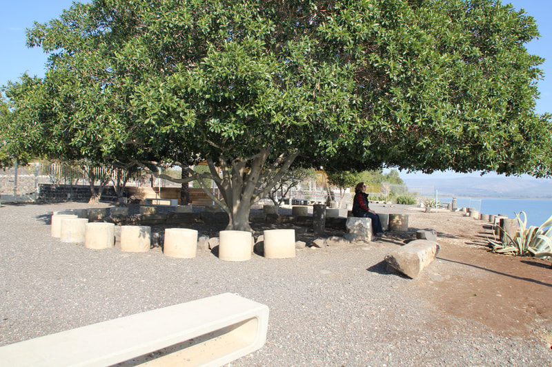 Fig Tree at Capernaum. 